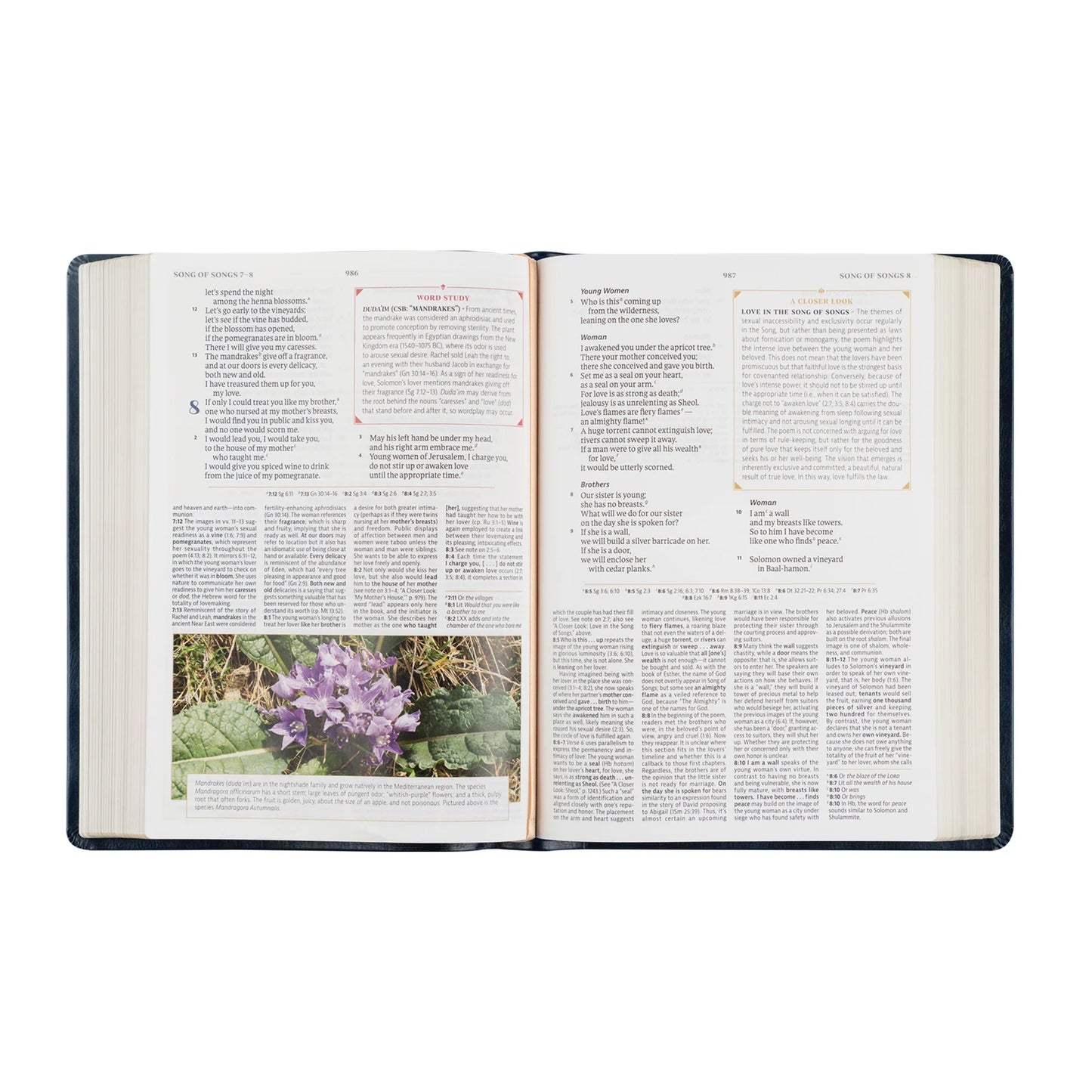 CSB Women's Study Bible: Versaillies Theme